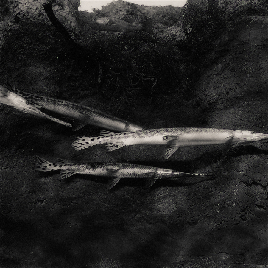 Georgia Aquarium, Long Nose Fish