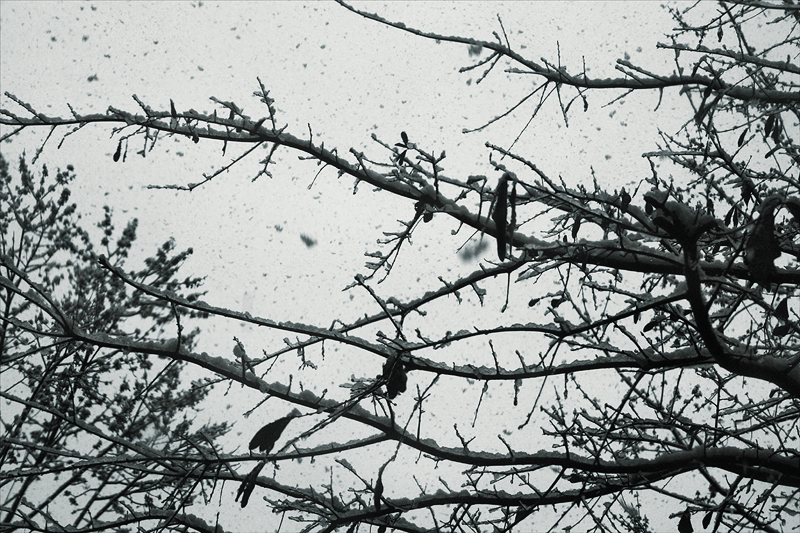 The sky, this Sunday, brought snow