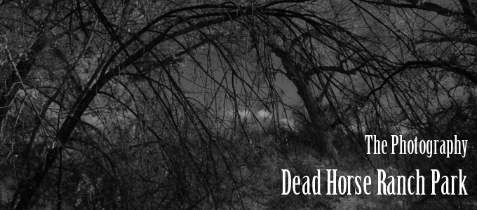 v_header_deadhorse