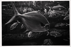 The Aquarium