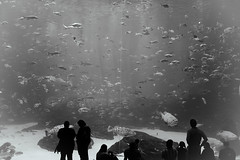 The Aquarium 2