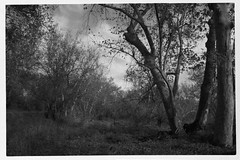Arizona Trees