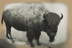 Bison