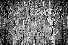 Brasstown Bald Woods