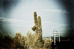 Cactus 2