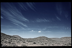 Cactus Gallery 4