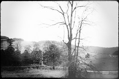 North Georgia Woods