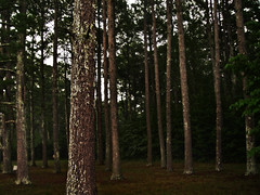 New Echota