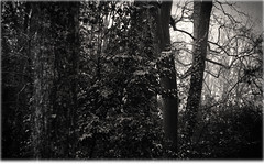 Atlanta Trees