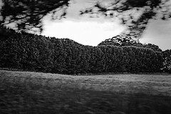 The Windbreak