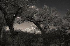 Dead Horse Ranch State Park Gallery