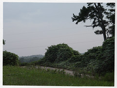 Kudzu
