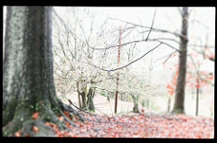 Red and Green Gallery