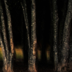 Trees 2007