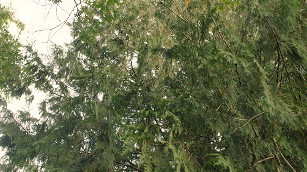 Trees