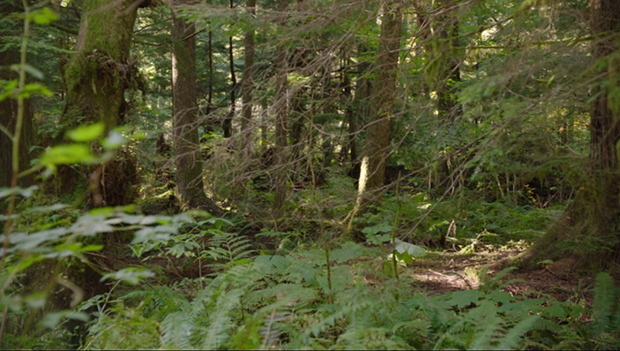 Jerry in the woods