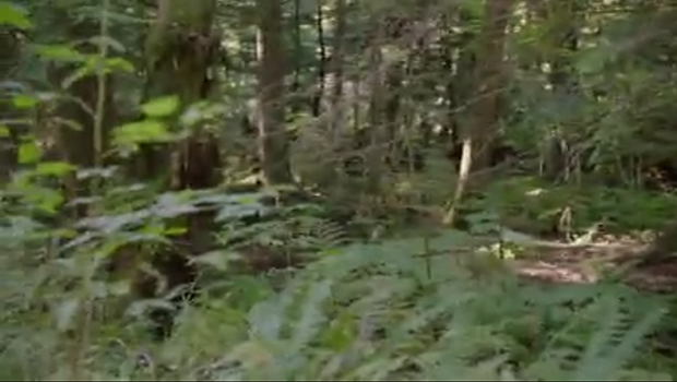 Jerry in the woods